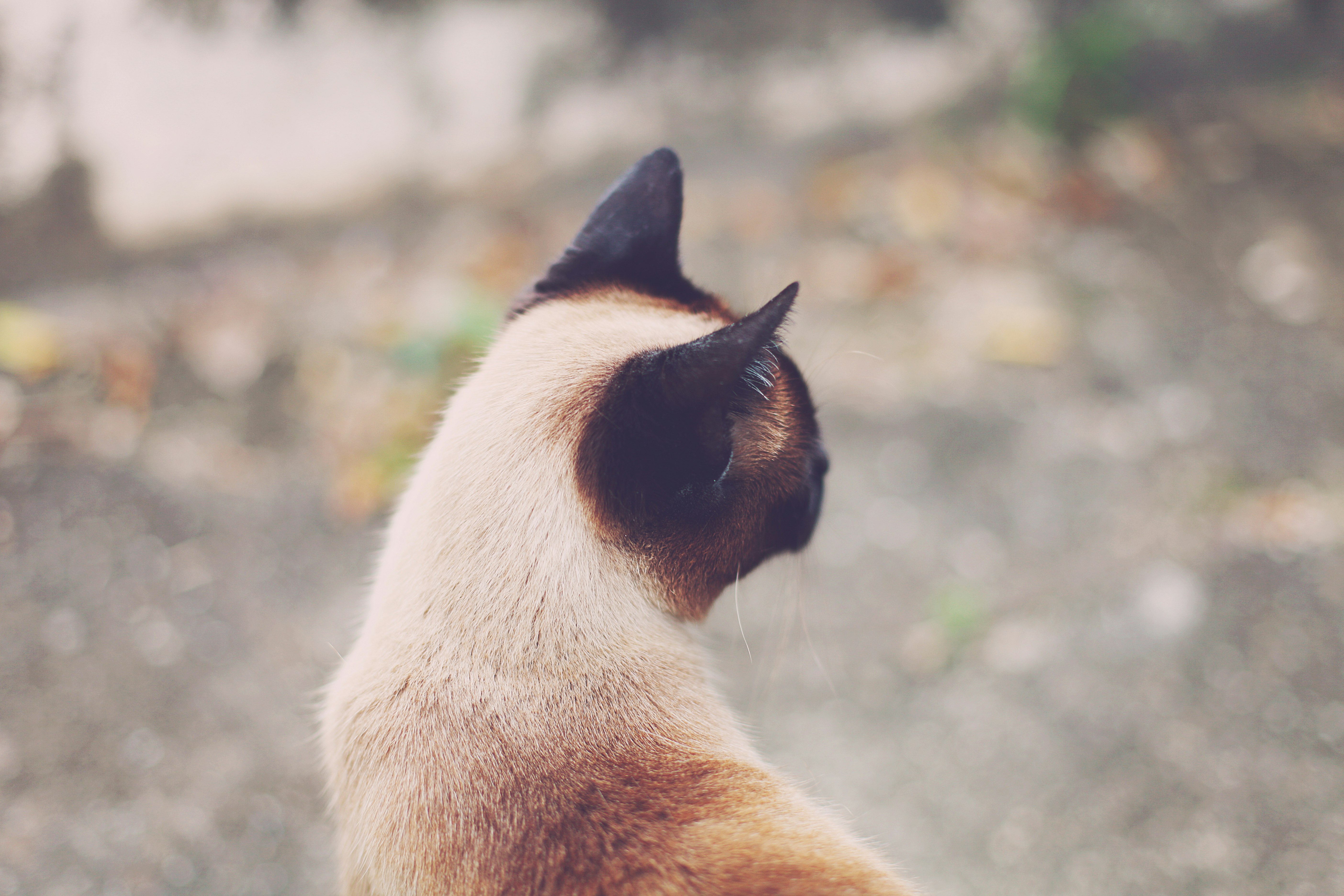 brown and white cat on ground